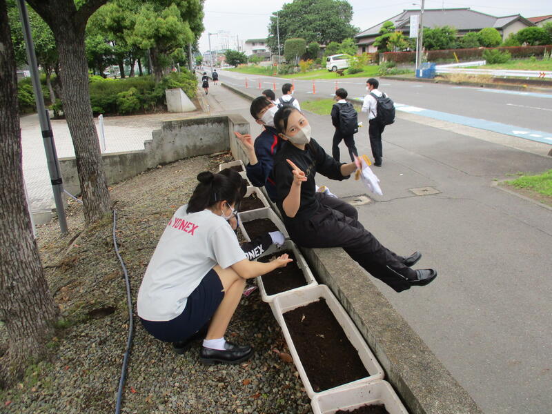 土を入れて、種を植えます。今回は花咲徳栄高校シンボルのひまわりと、事業で使えるバジル、大葉を植えてもらいました。