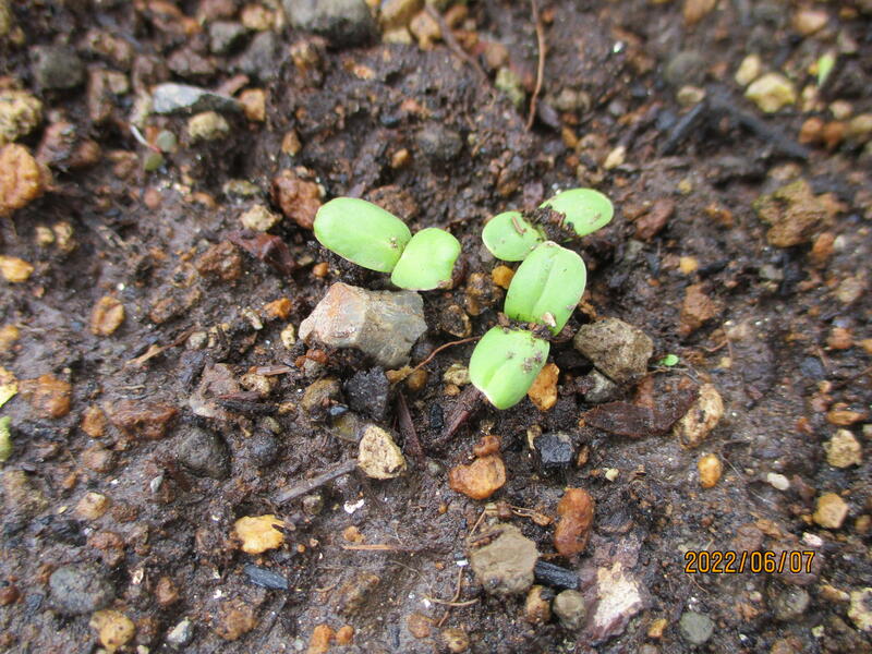 そして、植えてから約１週間が経ち、まずはひまわりの小さな芽が無事に出てきました。大きく育つのが楽しみです♪