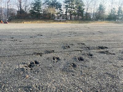 鹿の足跡